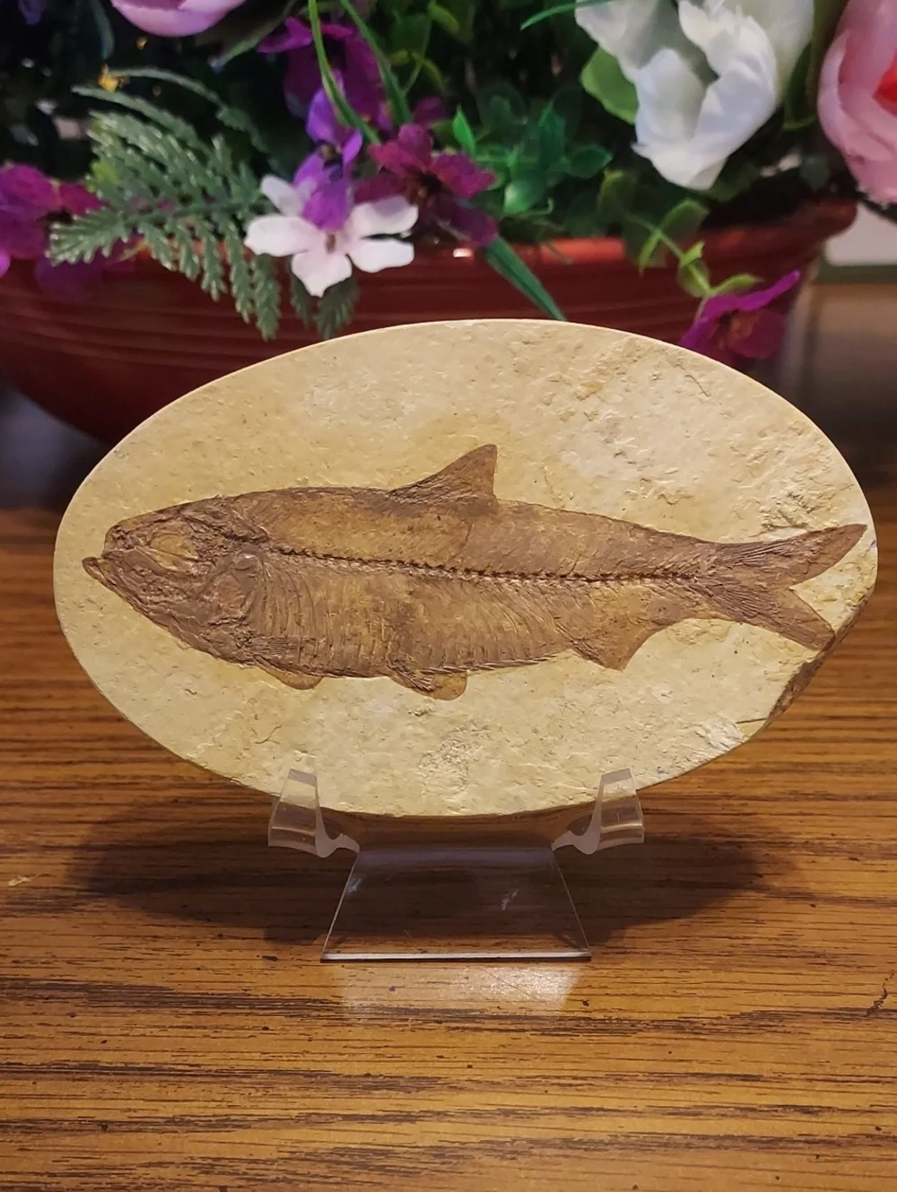 Fish Fossil Knightia (HERRING)